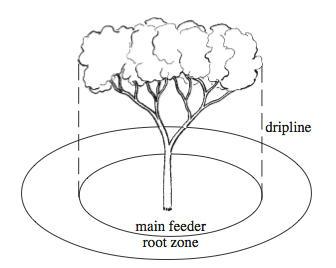 sketch of dripline fertilzier